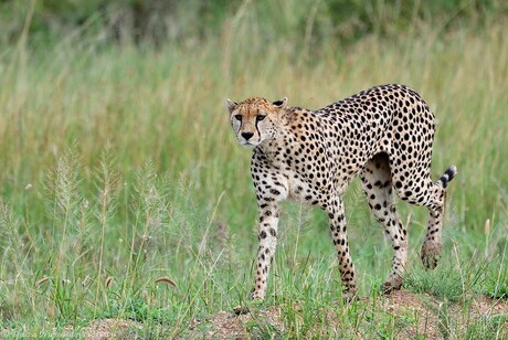 Serengeti Hunter