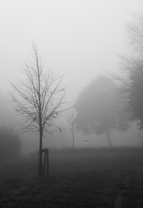 Park met mist