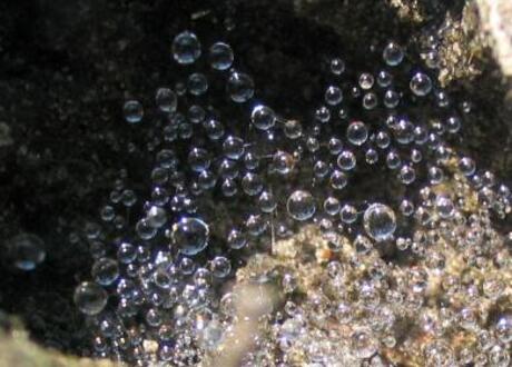 een spinneweb is heel sterk