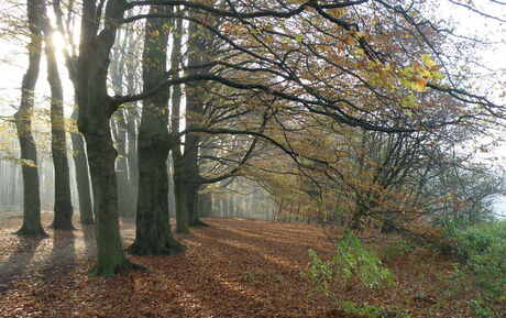 Herfstzon in Mariëndaal Arnhem