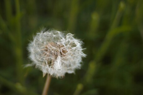 Paardenbloem