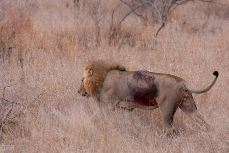 gewonde leeuw