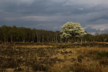 Lone tree