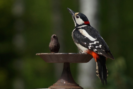 de specht ook even drinken