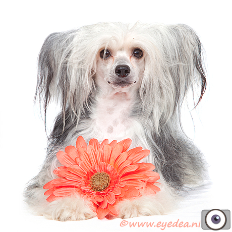 Powder Puff - Chinese Crested