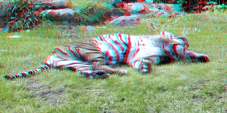 Tiger (Panthera tigris sumatrae) Blijdorp Zoo Rotterdam 3D