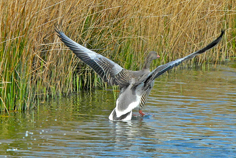 landende gans.