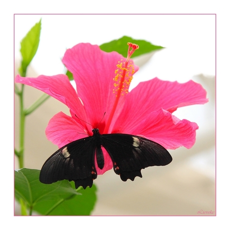 Hibiscus met vlinder