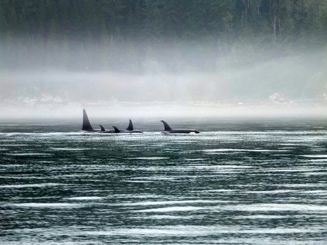 Orca's in the mist