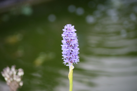 Waterplant