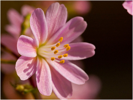 Lewisia