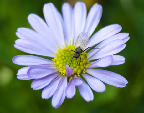 insekt op bloem