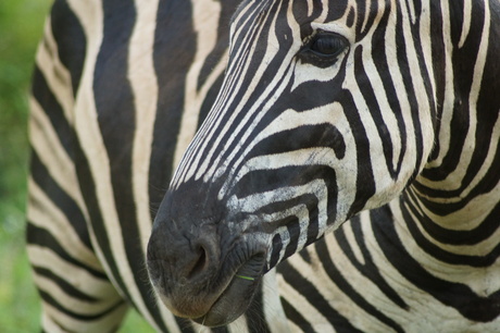 Zebra van dichtbij