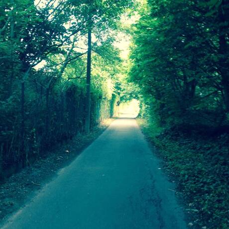 Wandelen in het bos...