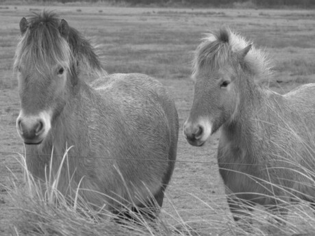 Paarden op Texel