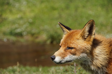 Amsterdamse duinen