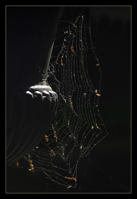 spinnenweb.