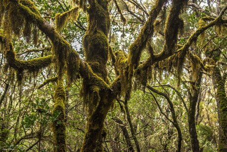 La Gomera - sprookjesbos in nationaal park Garajonay