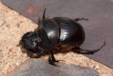 Pillendraaier (Scarabaeus semipunctatus)