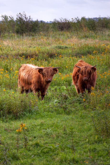 Nieuwsgierige Schotse hooglanders op Tiengemeten