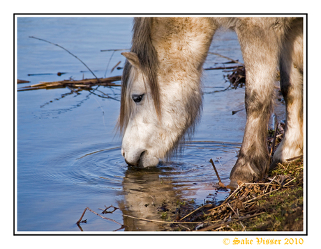 Dorst...