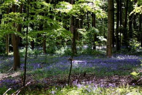 bos-hyacinth