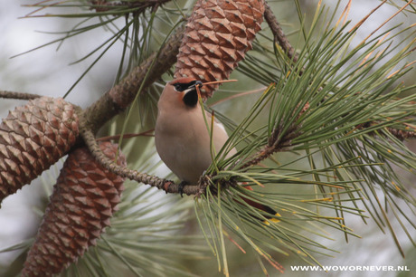 pestvogel tussen de dennenappels