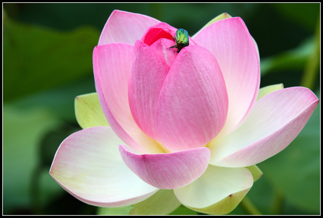 Lotusflower