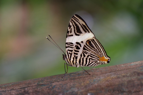 vlindertuin Berkenhof