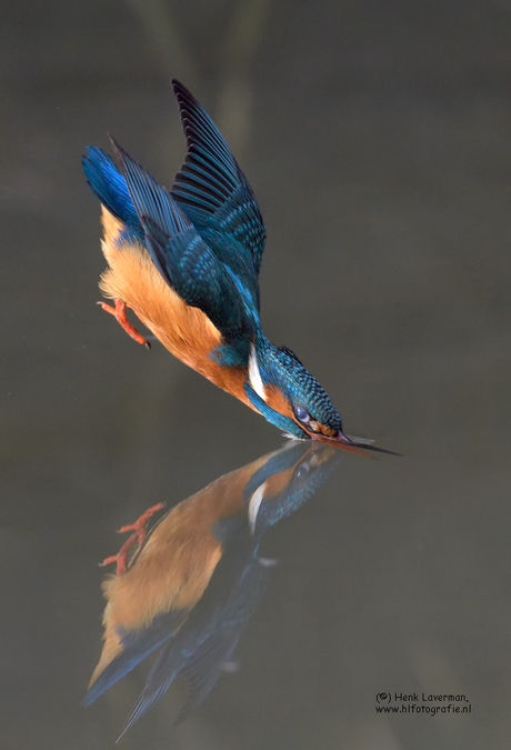 Duikvlucht IJsvogel 2