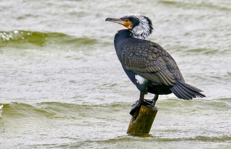 Aalscholver in broedkleed