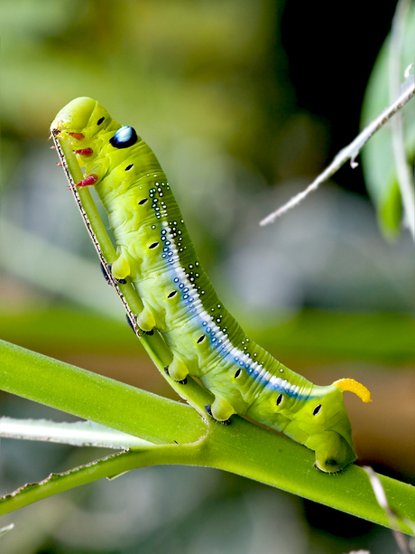 Kwispel, de rups met staart