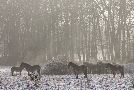 Paarden in de sneeuw.jpg