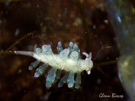 Eubranchus rupium (Dreischor-Nl)