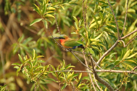 Bee eater