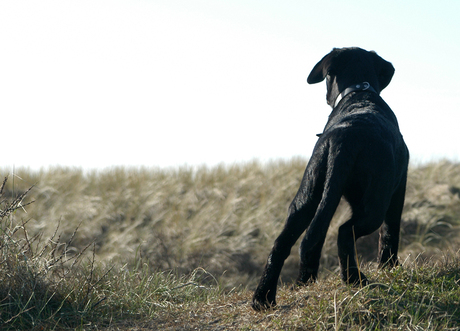 In de duinen