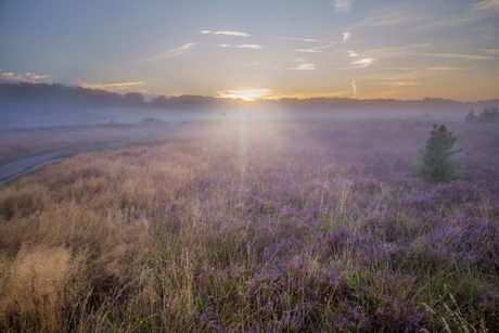 Serene ochtend