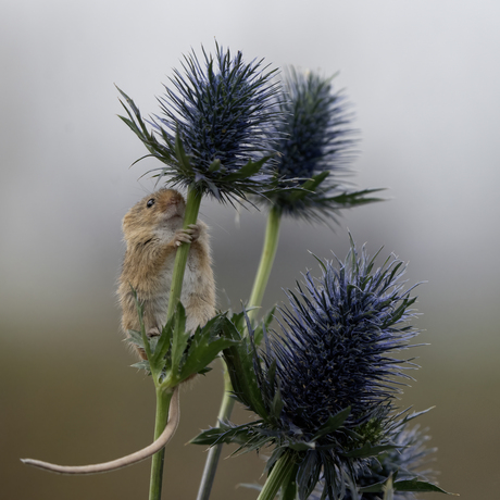 Distel parasolletje