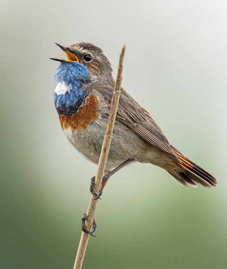 Prachtige blauwborst