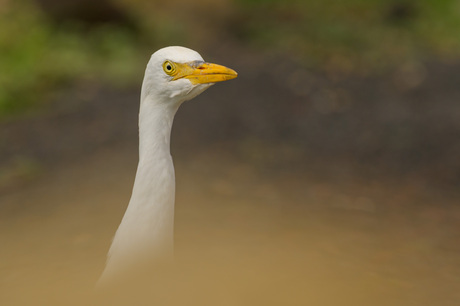 Loslopende koereigers 7