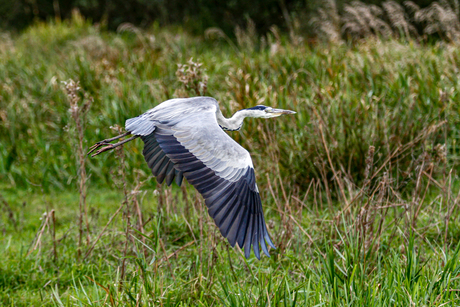 Reiger