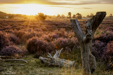 De eerste zonnestralen raken de bloeiende heide… een moment van pure rust en schoonheid.
