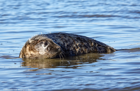 Vrijlating zeehondjes door A Seal Stellendam