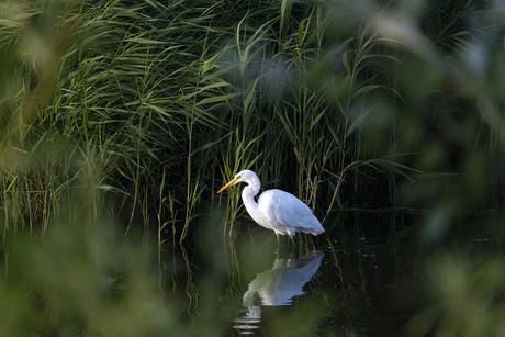 Grote zilverreiger