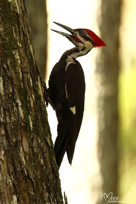 Noord Amerikaanse helmspecht