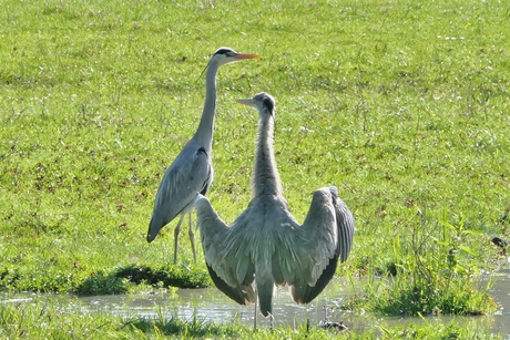 Als een man dit doet dan.....