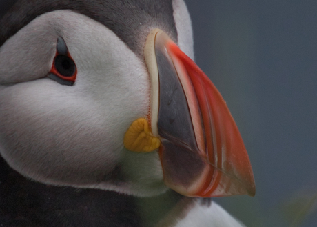 Puffin