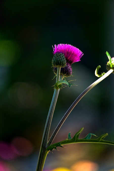 Cirsium rivulare 