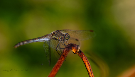 libelle in de achtertuin