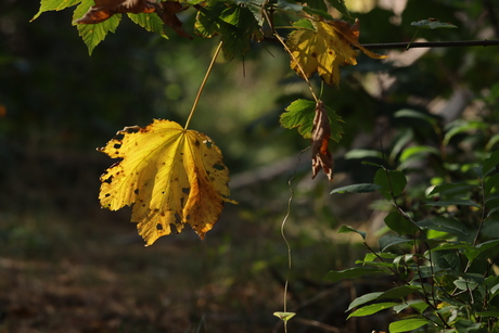 Herfstbladeren 